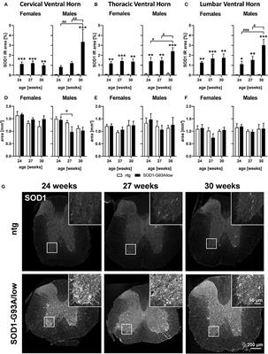 Evaluation of Neuropathological Features in the SOD1-G93A Low Copy Number Transgenic Mouse Model of Amyotrophic Lateral Sclerosis